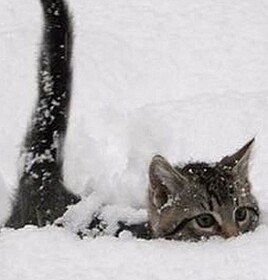 Cats In The Snow