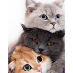 A group of friends that likes to hang out