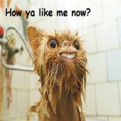 Funny Wet Cat! Roblox decal