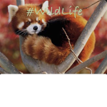 #wildlife is the best