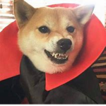 doge army the better army