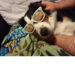 Dog is cool yes