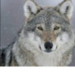 WolfAngels Offical fan group