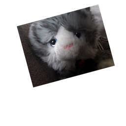 Kitty western