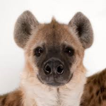 Grumpy Hyenas
