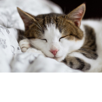 cats cats go meow
