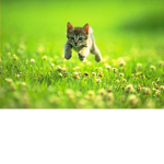 -kitten fans-