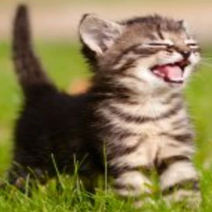 Cute cat