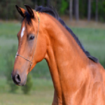 horsehosrse