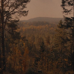 🍁