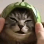Animals Friends