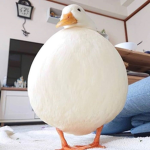 da canadian ducky club
