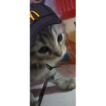 Suki<3