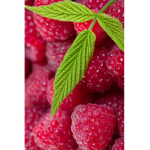 The raspberry squad :)