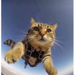 cutesie kittys