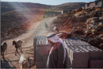 Palestinian goat and sheep farmer