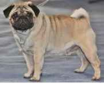 puggy support