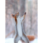 Squirrel fam