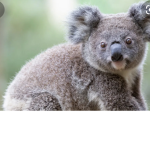 Little koala’s