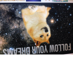 A great team of doges