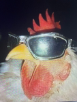 cool rooster