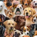 the love of dogs