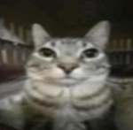 Catlers