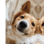 Collie army