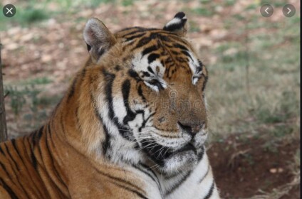 Tiger run