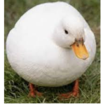 ducks 4 LIFE