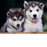 Unicorn Puppies