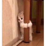 *skulliu