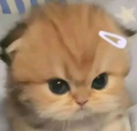 >El Gato Group<