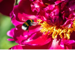 GrowingBubleBee