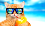 summer cats