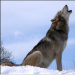 Die drei Wolfskrallen
