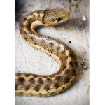 South Side Snakes