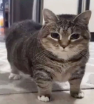 The Kitmmunity