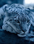Ragnar snow leopard
