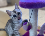 Kitty and others meow