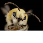 Oversized Bugs