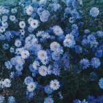 ʚiɞ Livy’s Butterflies ʚiɞ