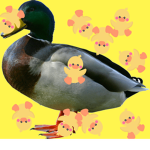 ducks123