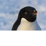 penguins are gods
