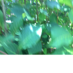 Green fire/group