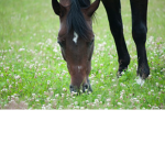 Clover Meadow Equestrian Center