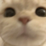 • ʏ ᴇ ᴀ ʀ •