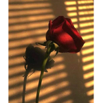 Roseslowkey