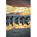Wild girls horse club