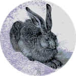 zllopi